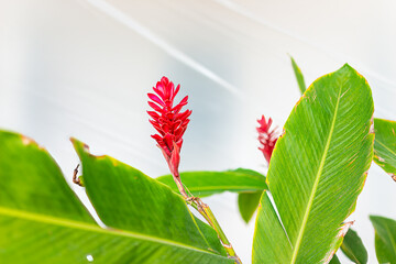 Closeup of red ginger plant alpinia purpurata zingiberaceae in tropical garden park in Key West, Florida