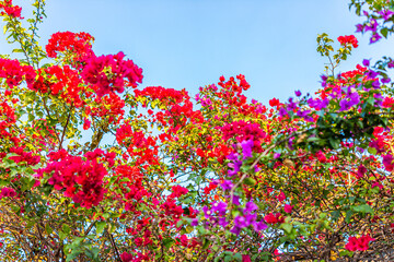 Wall Mural - tropical bushes trees of bougainvillea flowers blooming outdoors outside with red, purple colors and