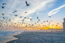 Colorful Sunset At Myrtle Beach City By Atlantic Ocean With People, Many Flocks Of Seagulls In Flight Flying Near Shore Coast By Condo Apartment Buildings In South Carolina Resort Town