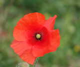 Fototapeta Maki - a bright red poppy (Papaver rhoeas) flower growing on Salisbury Plain, Wiltshire UK