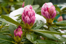 Closeup Shot Of Pink Rhododendron Flowers Growing Outdoors