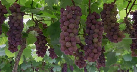 Poster - Branch of ripe red grapes in farm