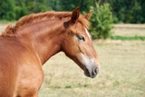 Fototapeta Konie - Portrait of a chestnut foal of a heavy draft breed with a white star on the forehead in a pasture