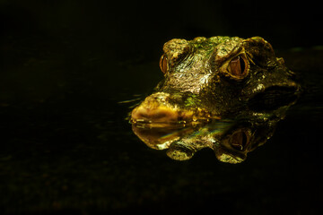 Canvas Print - Little crocodile in the water.