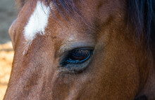 Close Up Portrait Of The Side View Of A Chestnut Brown Horse Face And Eye With A White Spot