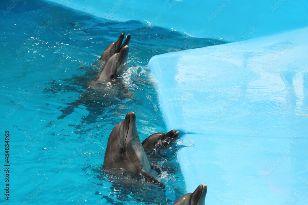 Obraz na płótnie Cute dolphins in pool at marine mammal park w salonie