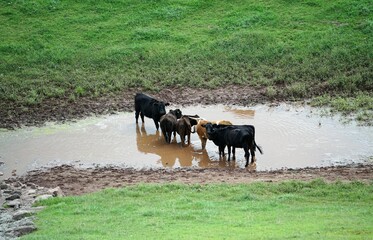 Sticker - herd of cows in field