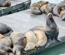 A Group Of Sea Lions