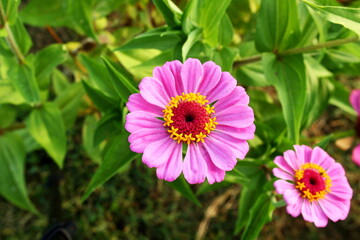 Wall Mural - beautiful zinnia flower blooming in garden i