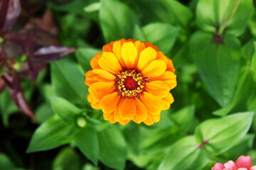 Wall Mural - beautiful zinnia flower blooming in garden i