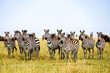 A herd of zebras and wildebeests staring at one point in the African savanna (Masai Mara National Reserve, Kenya)