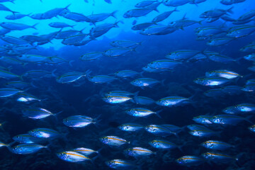 Wall Mural - scad jamb under water / sea ecosystem, large school of fish on a blue background, abstract fish alive