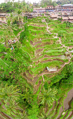 Wall Mural - A vertical aerial panorama of Tegallalang Rice Terrace on Bali island in Indonesia