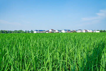 Wall Mural - Agricultural planting background of rural rice fields in Hunan, China