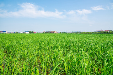 Wall Mural - Agricultural planting background of rural rice fields in Hunan, China