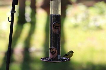 Bird on feeder