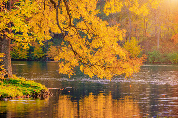 Wall Mural - Autumn park landscape with a lake. Autumn. A new season. Beautiful landscape. Yellow trees. Photos for printed products . An article about autumn .