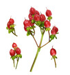 Set of decorative red hypericum berries isolated