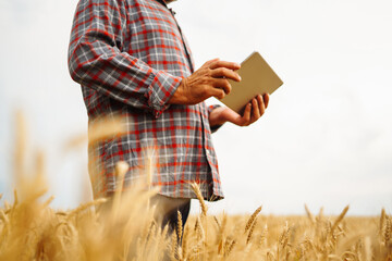 Smart farming concept. Farmer uses a specialized app on a digital tablet for checking wheat field progress. Agriculture concept.