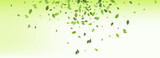 Fototapeta Panele - Swamp Leaves Falling Vector Green Background
