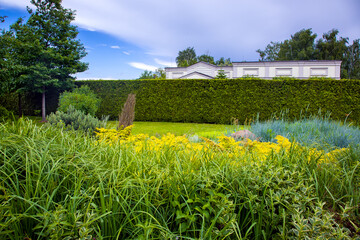 Wall Mural - backyard landscaping with plants and a hedge of evening green bush thuja, nobody.