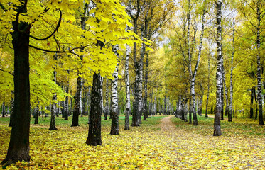 Wall Mural - Maple tree with golden autumn foliage on the background of a birch alley in the park