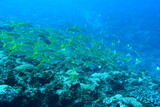 Fototapeta Do akwarium - 奄美大島 熱帯魚の群れ
2108 7667