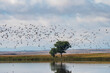 Hundreds of birds flying in Gallocanta Lake, Aragon, Spain.
