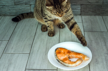 Wall Mural - cat is going to eat fried fish trout from the plate