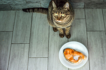 Wall Mural - cat is going to eat fried fish trout from the plate