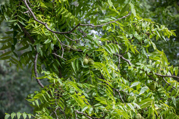 The eastern American black walnut (Juglans nigra ) is native to North America.