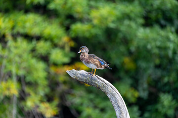 Sticker - The wood duck or Carolina duck (Aix sponsa) in the park