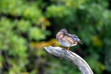 Poster - The wood duck or Carolina duck (Aix sponsa) in the park