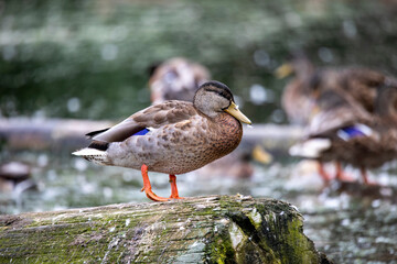 Poster - The mallard duck on a park