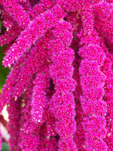 Pink Nature Background Of Fluffy Pink Flowers 