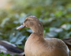 Sticker - Close up of wild mallard duck