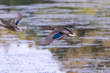 Sticker - The mallard duck in flight