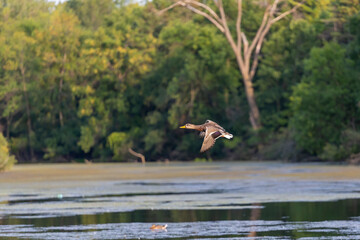 Sticker - The mallard duck in flight