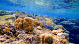 Fototapeta Do akwarium - colorful tropical fish swim near the coral reefs of the red sea