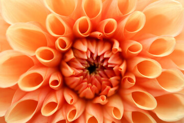 beautiful orange dahlia flower in the botanical garden close up