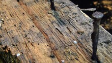 Wooden Plank Beam With Rusted Nails In It. Rotten With Woodworms. Camera Moving Over Old Wooden Beam, All Rotten And Full Of Woodworms, With Rusty, Bent Nails Still Stuck In It. Grunge