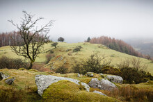 Gwydyr Forest In Winter, Snowdonia, Wales, UK