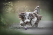 A Funny Bearded Collie Running After A Purple Ball Along A Sandy Path Among Summer Greenery Against The Background Of A Bright Sunset Landscape