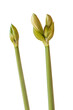 Buds  hippeastrum (amaryllis)  sonatini 
