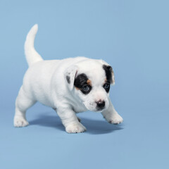 Wall Mural - Small puppy dog