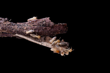 Wall Mural - Close-up of worker termites on wood