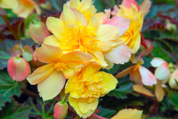 Wall Mural - Apricot begonia flower close-up