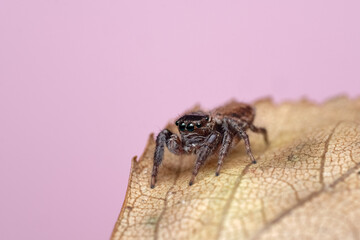 Canvas Print - Close-up of a beautiful spider, super macro image of a jumping spider (Salticidae) on a yellow autumn leaf, front view, beautiful big eyes spider look, copy space