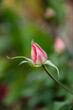 Beautiful single pink rosebud 
 rose with natural green blurred background in Israel
