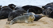 Grey Seal Pup with adult seals behind at Horsey Gap Norfolk.